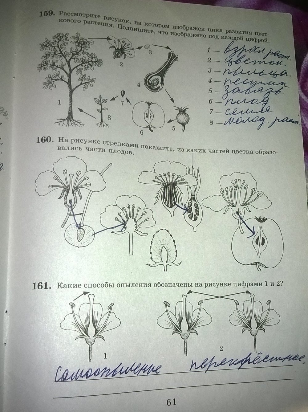 Рис 106 биология 6 класс Пасечник