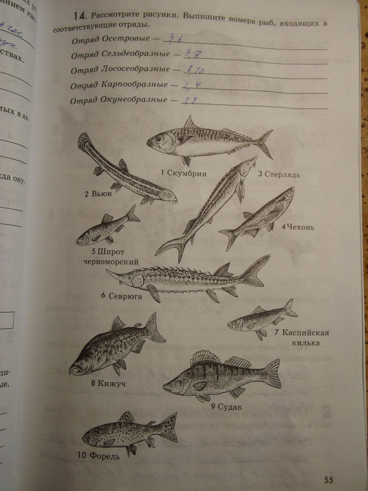 Самостоятельная работа класс рыбы. Рыбы (биология). Биология рыб учебники. Подпишите названия рыб. Классы рыб 7 класс биология.