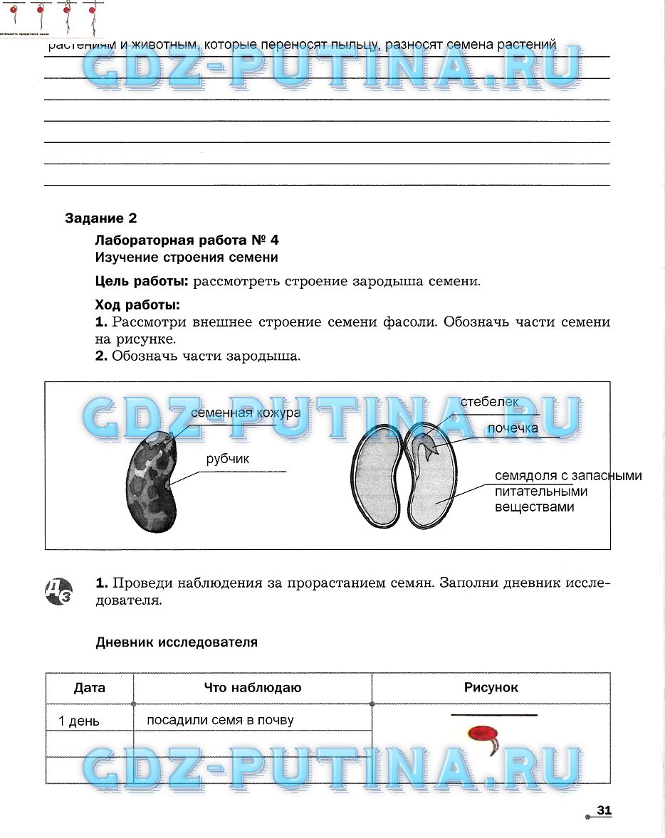 Рабочая тетрадь по биологии 5-6 класс. Часть 1, задание номер 31