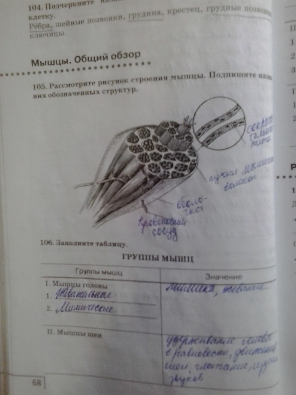 Биология 8 класс рабочая тетрадь агафонова