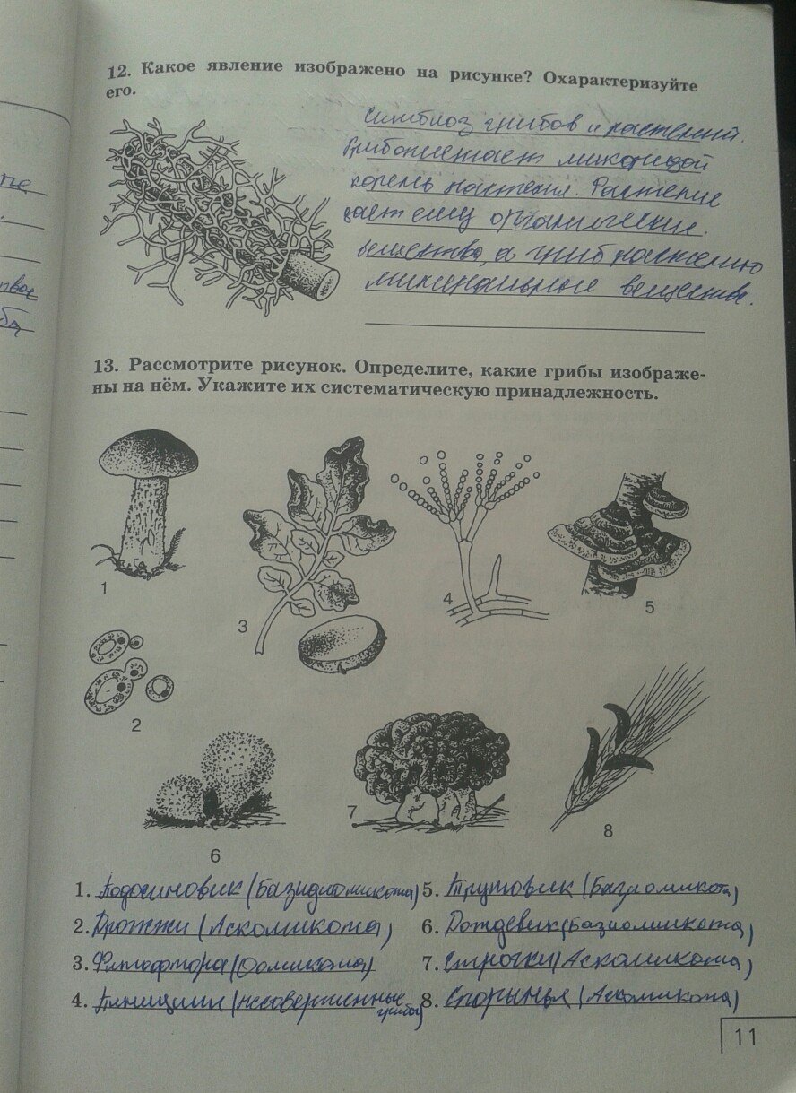 Биология 8 класс тетрадь захаров сонин. Какоеевление изображенр нарисунке. Какое явление изображено на рисунке. Царство грибы 7 класс биология. Какое явление изображено на рисунке охарактеризуйте его.