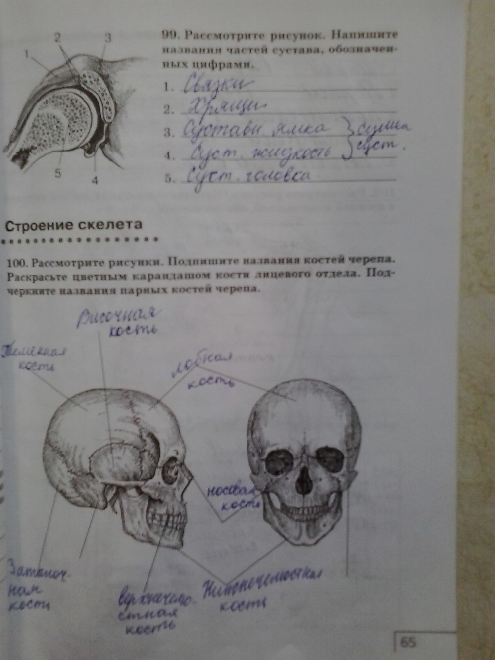 Биология 8 класс номер. Анатомия черепа рабочая тетрадь. Кости черепа рабочая тетрадь по анатомии. Рассмотрите рисунки подпишите названия костей черепа. Череп по биологии 8 класс.