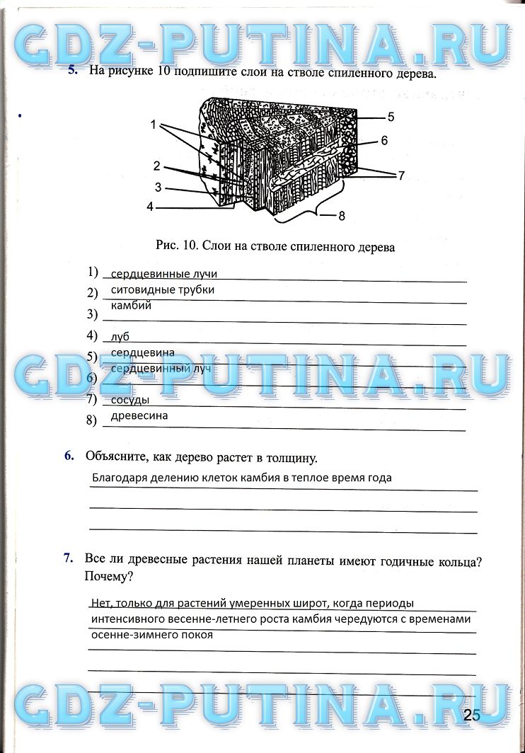 Рабочая тетрадь по биологии 6 класс, задание номер 25