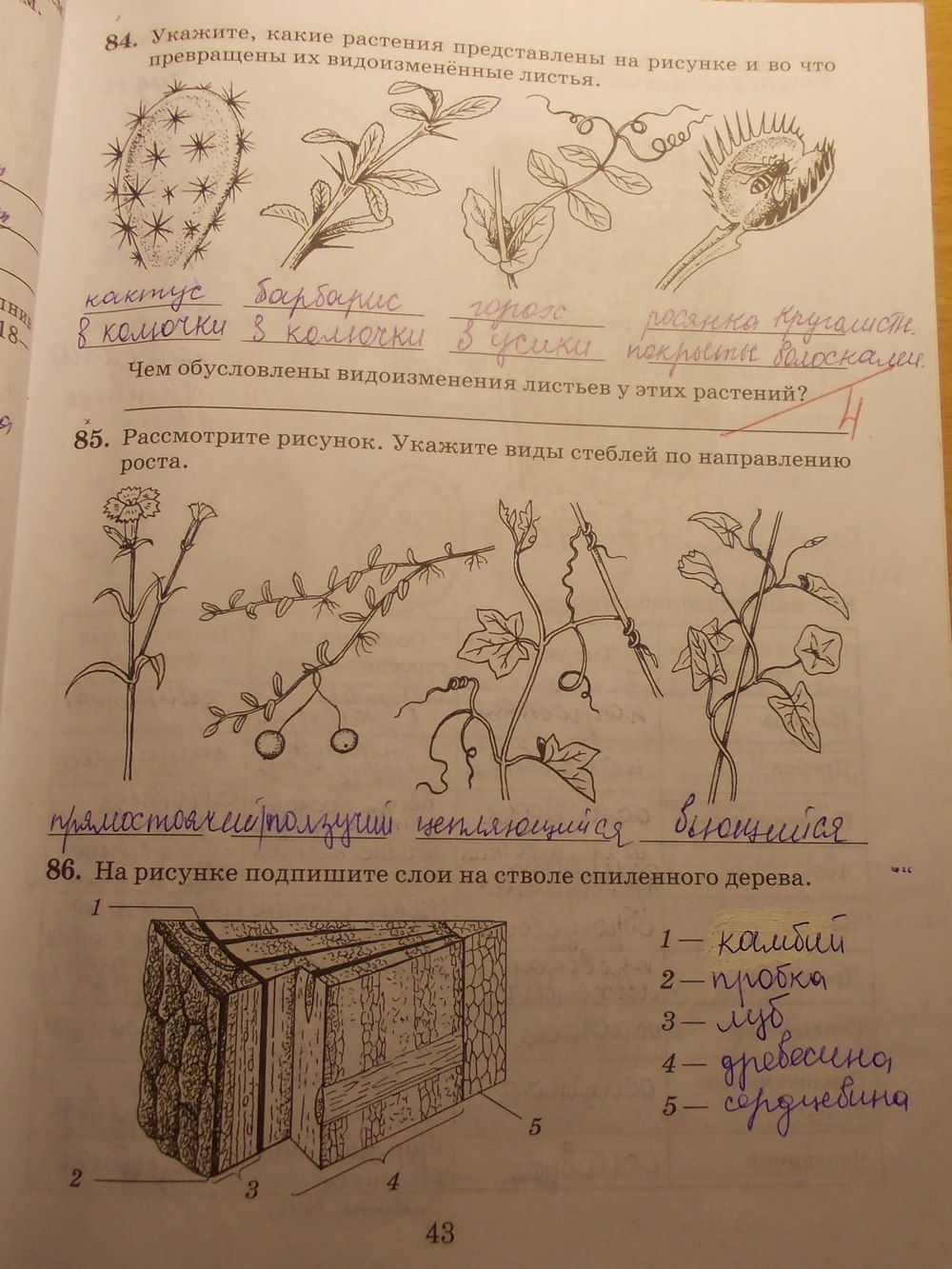 Подпиши рисунки используя. Рабочая тетрадь по биологии 6 класс стебель. Рисунки в тетради по биологии в 6 классе. Укажите виды стеблей по направлению. Биология 6 класс рабочая тетрадь строение стебля.