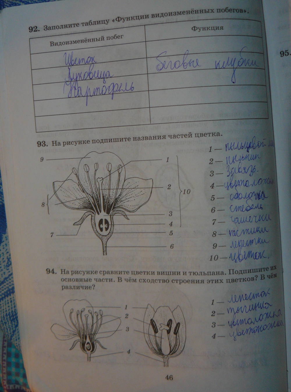 На рисунке подпишите названия частей цветка биология 6 класс