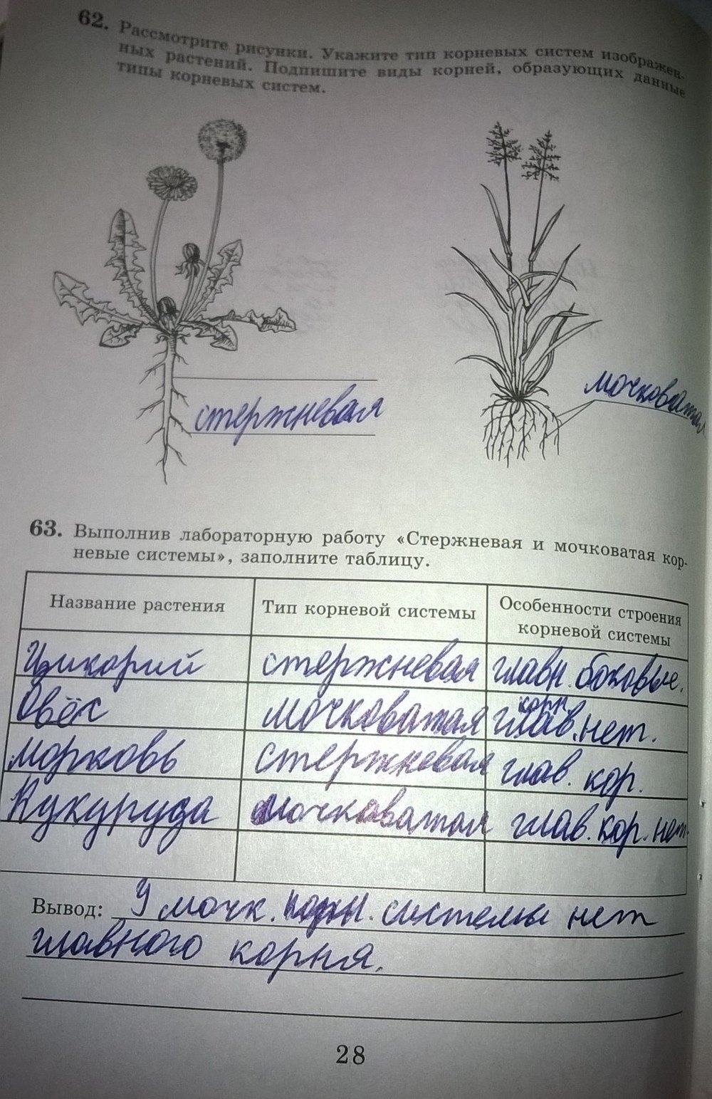 Лабораторная 4 по биологии 6 класс